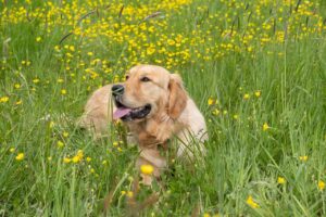 犬についたノミをシャンプーで取れる？　効果的なノミ対策ができるシャンプーのやり方